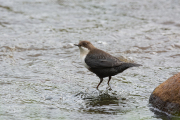 Zwartbuikwaterspreeuw / Black-bellied Dipper (Cinclus cinclus cinclus)