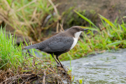 Zwartbuikwaterspreeuw / Black-bellied Dipper (Cinclus cinclus cinclus)