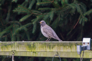 Zwartkeellijster / Black-throated Thrush (Turdus atrogularis)