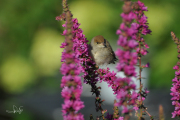 Zwartkop / Eurasian Blackcap  (Sylvia atricapilla)