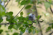 Zwartkop / Eurasian Blackcap  (Sylvia atricapilla)