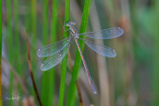 Zwervende pantserjuffer / Migrant Spreadwing (Lestes barbarus)