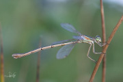 Zwervende pantserjuffer / Migrant Spreadwing (Lestes barbarus)