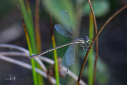 Zwervende pantserjuffer / Migrant Spreadwing (Lestes barbarus)