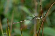 Zwervende pantserjuffer / Migrant Spreadwing (Lestes barbarus)