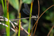 Zwervende pantserjuffer / Migrant Spreadwing (Lestes barbarus)