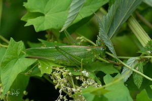 Lees meer over het artikel Groot en groen