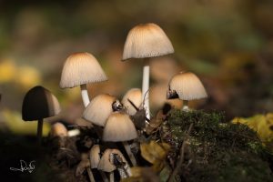 Read more about the article Mushroom season