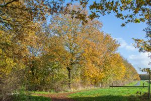 Lees meer over het artikel Het belang van bomen (deel 1)