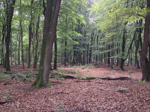 Lees meer over het artikel Het belang van bomen (deel 2)