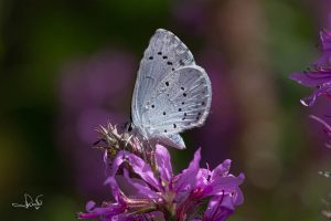 Lees meer over het artikel Het boomblauwtje